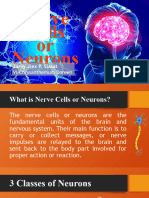 Nerve Cells