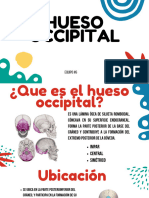 Hueso Occipital