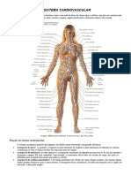 Sistema Cardiovascular