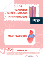 Músculos Masticadores, Suprahioideos e Infrahioideos 2