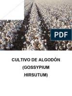 Cultivo de Algodón Terminado