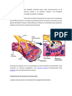 La-Placa-Neuromuscular - PDF 20231123 221647 0000