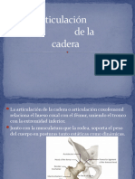 Articulación de La Cadera