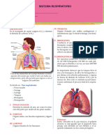 Aparato Respiratorio y Sus Partes para Cuarto Grado de Primaria