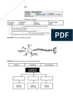 Ficha de Trabajo - Sistema Nervioso