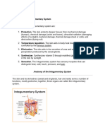 Integumentary System