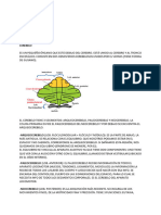 Neuroanatomía - Segundo Parcial 2