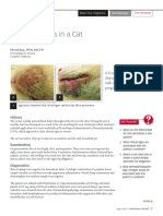 Chin Dermatitis in A Cat 8656 Article