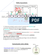 Tráfico de Leucocitos