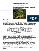 Earthworm Dissection