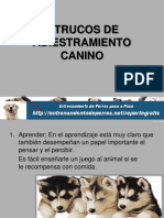 7 Trucos de Adiestramiento Canino