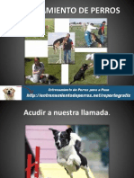 Entrenamiento de Perros