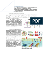 Microbiologia Del Virus Dengue