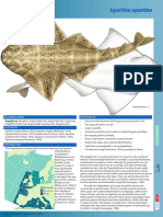 Angelshark ST Factsheet