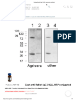 Goat Anti-Rabbit IgG (H&L) Secondary Antibody