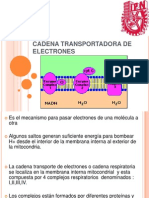 Cadena Transport Ad or A de Electrones