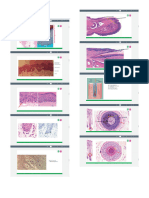 Microscopic Analysis of The Integumentary System