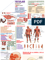 Sistema Muscular