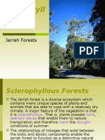 Sclerophyllous Forests