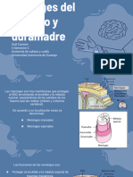 Meninges Del Cerebro