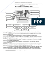 Worksheet of Human Reproductive System