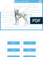 T Pets 1640275596 Parts of The Body of A Dog Labelling Activity - Ver - 1