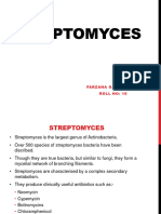 Streptomyces