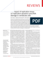 The Impact of Replication Stress On Replication Dynamics and DNA Damage in Vertebrate Cells 2017 Review