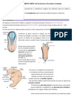 Periodo Embrionario