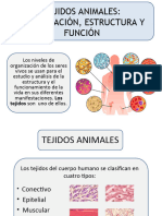 Tejidos Biológicos Estructura y Función Final