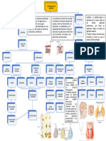 Mapa Mental Glándulas