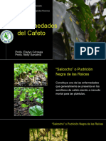 Enfermedades Del Cafeto Profa. Eladys