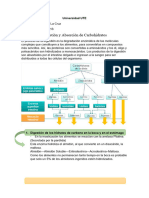 Digestion y Absorcion, 2 B