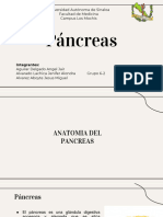 Pancreas - Endocrinologia