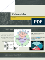 Ciclo Celular