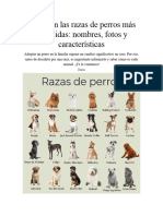 Clases de Perros