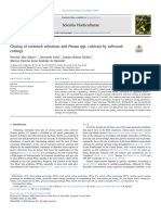 Cloning of Rootstock Selections and Prunus Spp. Cultivars by Softwood Cuttings