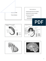 TroncoCerebral (Compatibility Mode)