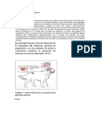 Funciones de La Glándula Adrenal