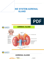 Endocrine System-Adrenal Gland