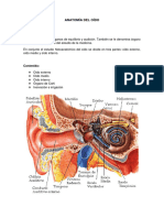 Anatomía Del Oído