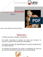 Anatomia Muscular BBPM I 2017