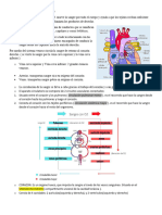 Fisiologia Del Sistema Cardiovascular