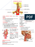 Resumen de Cuello Anatomia