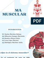 Sistema Muscular 1