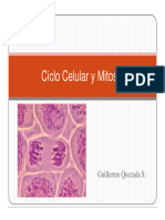 2° Medio A y B Ciclo Celular y Mitosis 25 de Junio.