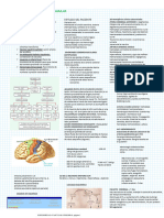 Enfermedades Cerebrovascula