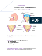 El Sistema Respiratorio Aparece Inicialmente en Forma de Una Protrusión Medial