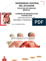 Sistema Muscular Extremidad Superior e Inferior