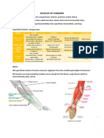 Forearm & Hand Muscles